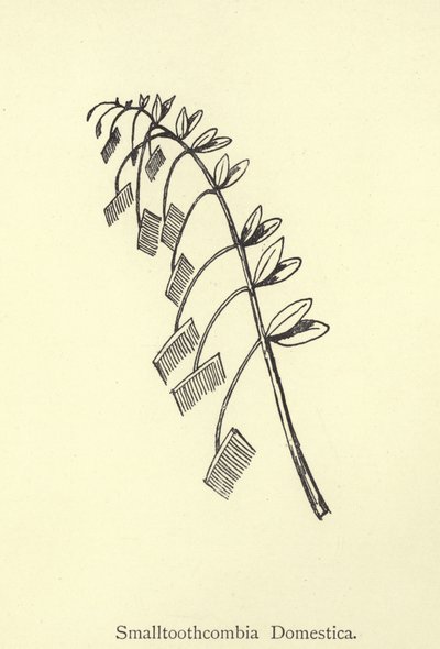 Smalltoothcombia Domestica by Edward Lear